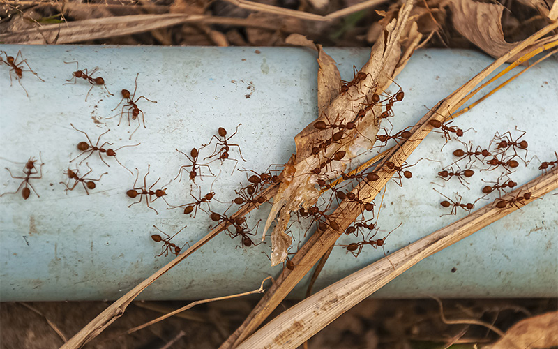 A stock photo related to pests.
