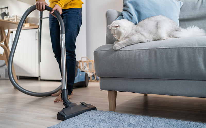 Image of a cleaning a house with a pet