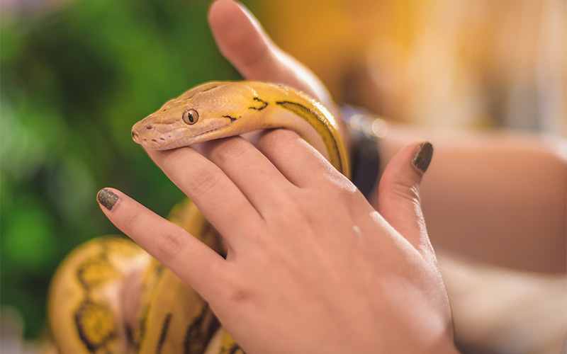 Image of a person handling a snake