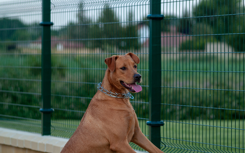 Image of a dog behind a pet gate