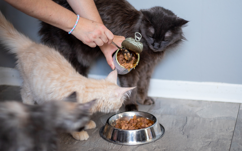 Image of a person filling a food bowl for a pet
