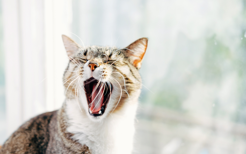 Image of a screaming cat