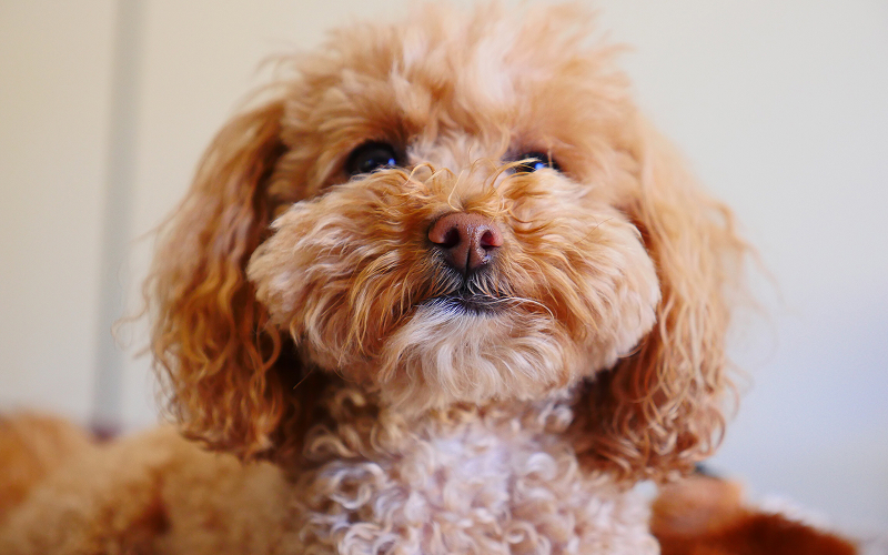 A stock photo of a dog/cat