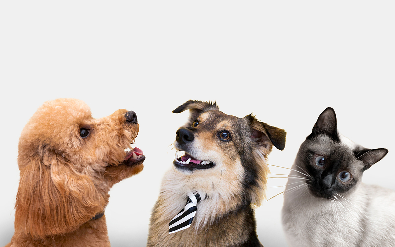 An image of pet dogs and cats