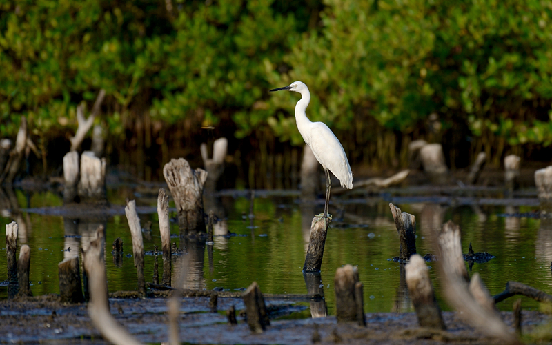 An image of Sungei Buloh Wetland Reserve