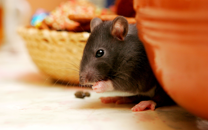 A close-up of a rat in a kitchen